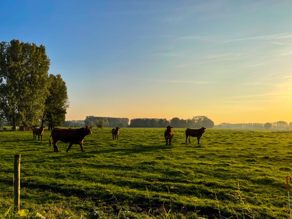 Limousin runderen limo zicht biologisch vlees
