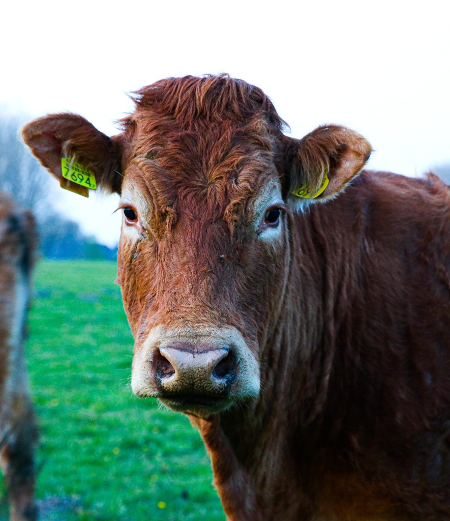 Limousin rund, rundvlees, limo zicht, biologisch