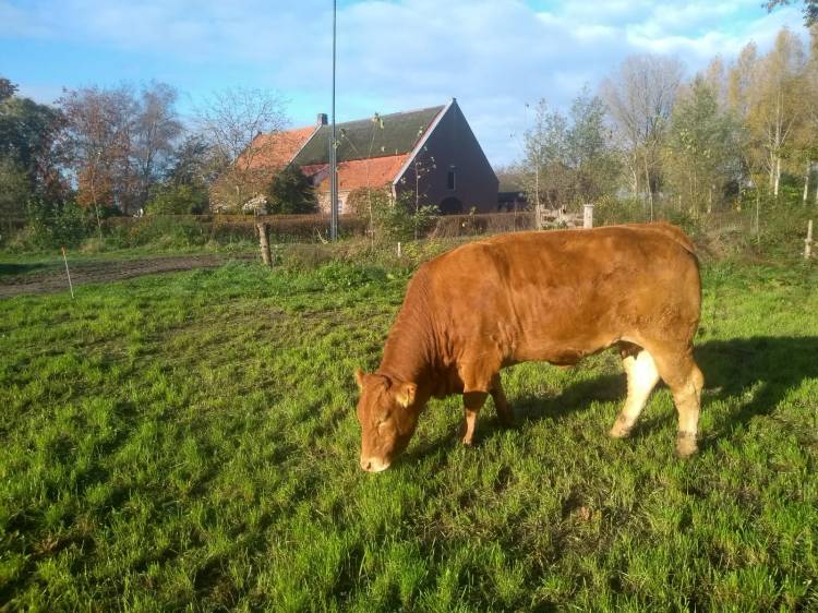 limo zicht, bio-boerderij, limousin rund, boerderij