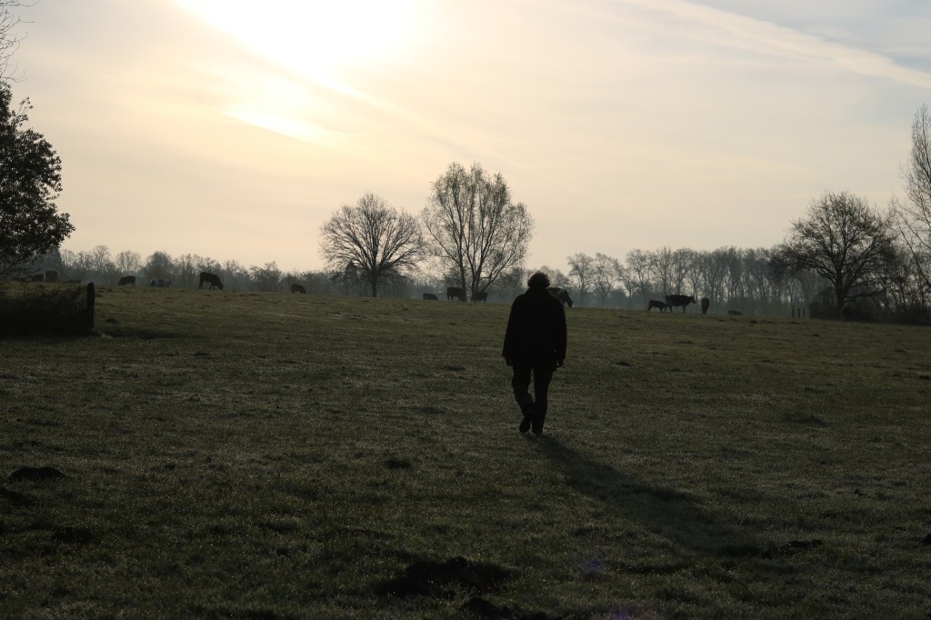 biodynamisch boeren, limousin runderen, limo zicht, bio-boerderij
