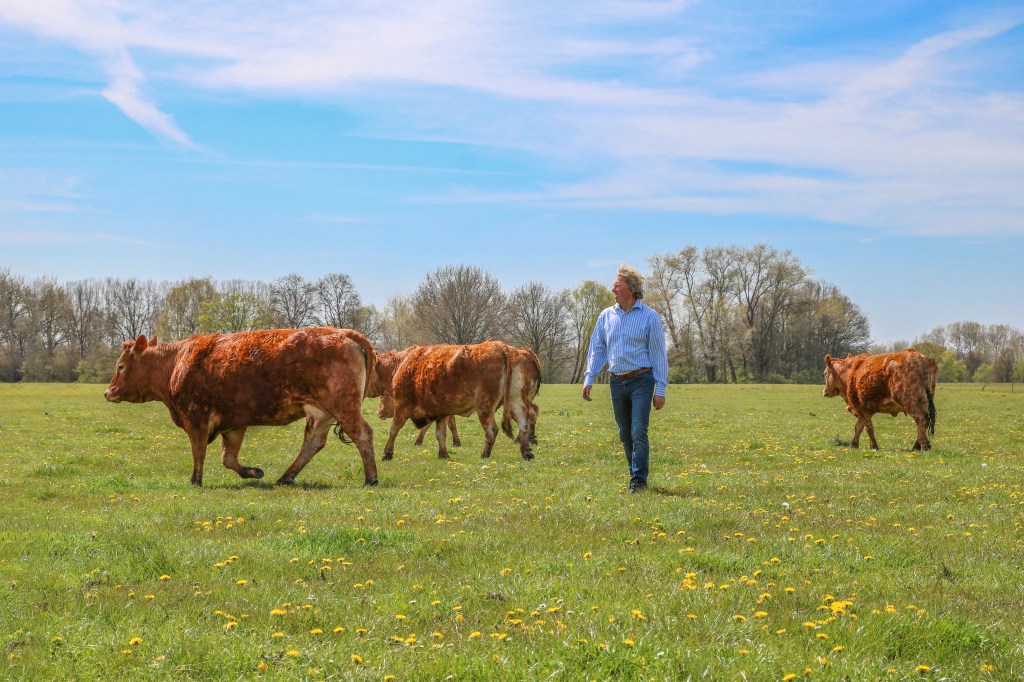 limousin runderen, rundvlees, biologisch, limozicht